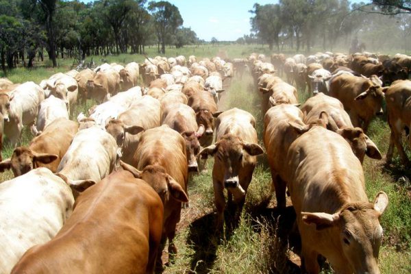 kwezi-livestock-cows (10)
