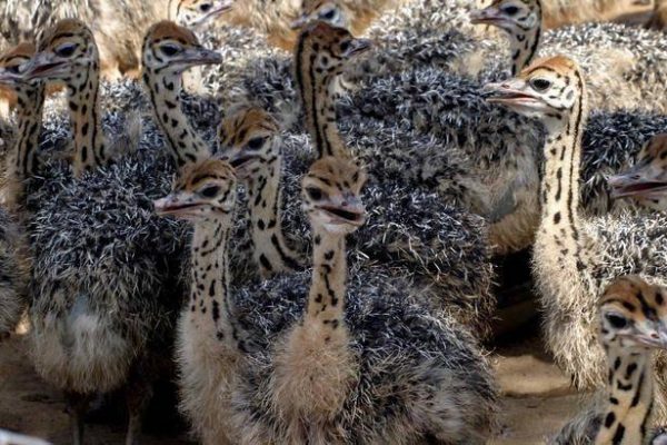 kwezi-livestock-ostriches (3)